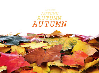 Poster - Autumn maple leaves with copy space on white background