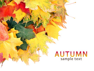 Sticker - Autumn maple leaves with copy space on white background