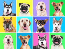 Portraits Of Cute Dogs On Colorful Backgrounds