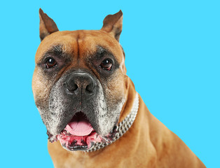 Wall Mural - Boxer dog on blue background