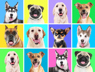 Wall Mural - Portraits of cute dogs on colorful backgrounds