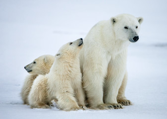 Wall Mural - Polar she-bear with cubs. A Polar she-bear with two small bear cubs on the snow.