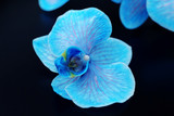Fototapeta Storczyk - Beautiful blue orchid flowers on black background, close up