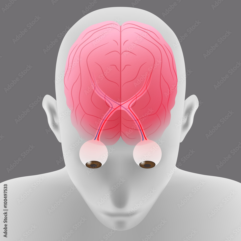 human brain and eyeball, optic nerve, top front view, vector ...