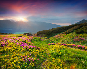 Sticker - Natural summer scene in Carpathian mountains