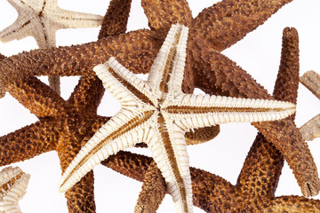 some sea stars on white background