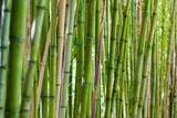 Fototapeta Sypialnia - Parede de Bambu