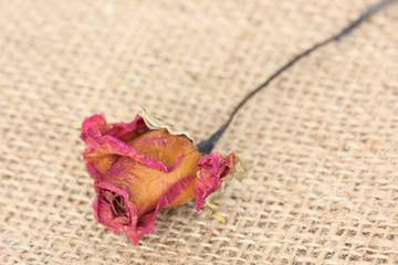 Whithered rose on sackcloth background.