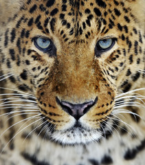 Wall Mural - leopard in sri lanka