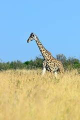 Sticker - Giraffe in the African savannah