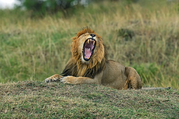 Wall Mural - Portrait of African lion