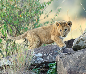 Sticker - Portrait of African lion