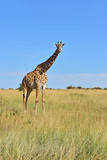Fototapeta Sawanna - Giraffe in the African savannah