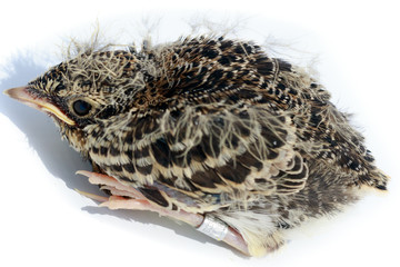 Poster - Skylark (Alauda arvensis)