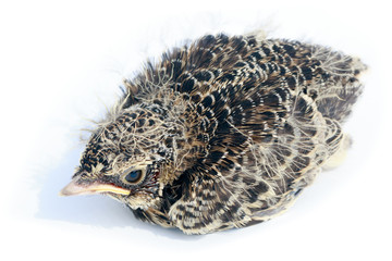 Poster - Skylark (Alauda arvensis)