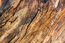Old Cracked Dead Tree Wood Texture