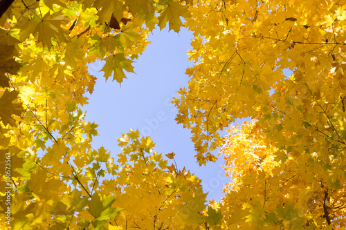 Looking Up Into The Bright Yellow Leaves Of Autumn S Golden Maple Leaves And Blue Sky Making A Great Fall Background Stock Photo Adobe Stock