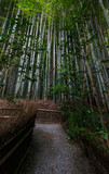 Fototapeta Las - Path inside a Bamboo forest in Kyoto