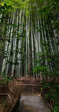 Fototapeta Sypialnia - Path inside a Bamboo forest in Kyoto