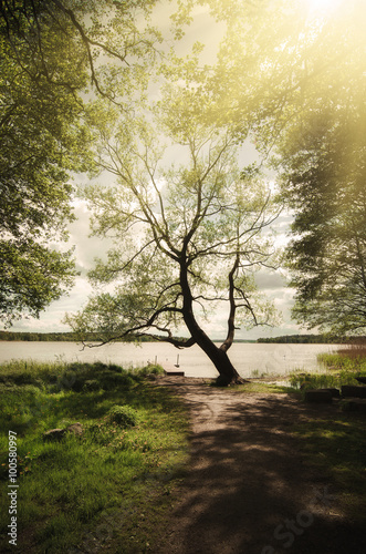 Fototapeta na wymiar Picturesque scandinavian sunny spring landscape with tree and lake, natural seasonal vintage hipster background