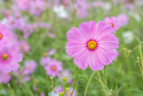 Fototapeta Kosmos - Cosmos flower in the field with blurred background
