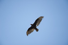 Turkey Vulture Overhead