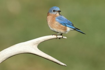 Wall Mural - Eastern Bluebird