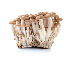 mushrooms on white background