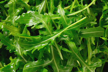 Canvas Print - fresh arugula leaves