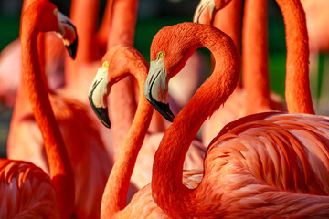 Naklejka ptak kalifornia dzikie zwierzę zwierzę flamingo