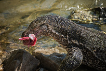 Water Monitor Lizard Eating Fish In Sri Lanka