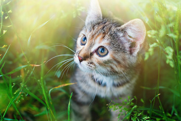 Wall Mural - Kitten playing in the green grass at summer. Cute Tabby Cat in Summer Sun Lights, Pets care.