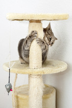 Cat Playing On A Cat Tree