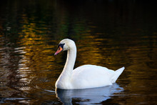 Swan In Autumn Colored Water