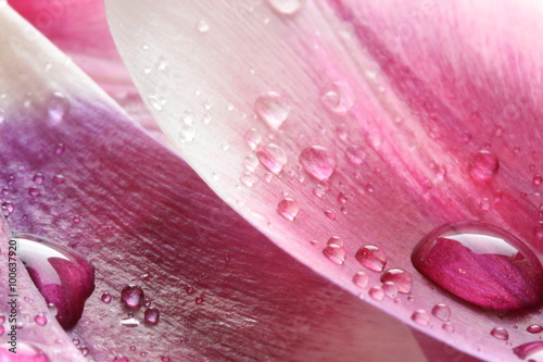 Fototapeta na wymiar Krople wody na płatku tulipana