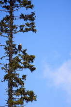 Bald Eagle High In A Tree TOp