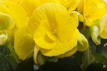 Yellow Begonia Flowers Closeup In The Study