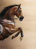 Fototapeta Konie - Close-up of chestnut jumping horse in a hackamore