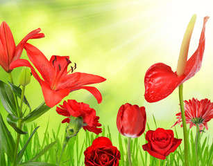 Wall Mural - Red flowers on green natural background