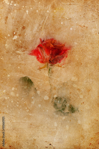 Obraz w ramie Frozen beautiful red rose flower