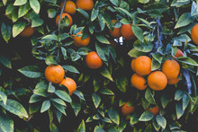 Branches With The Fruits Of The Orange Trees