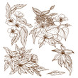 Vector collection of hand drawn flowers and berries