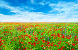 Fototapeta Maki - meadow with wild poppies