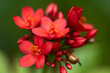 Spicy Jatropha - Macro image of a clump of bright red blossoms on a Jatropha bush.