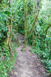 Trekking trail in the coud forest near Mindo, Ecuador.