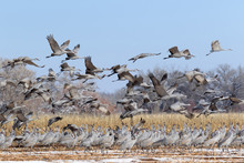 Flock Of Sandhill Cranes In The Snow-covered Corn Field, Bernardo Wildlife Area Near Socorro, New Mexico 