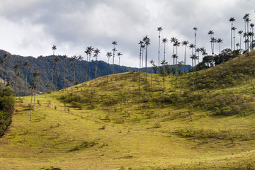  Wax palms in Cocora valley, Colombia