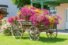 Vintage Wagon Decorated With Annual Flowers II