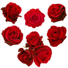 collage of red roses