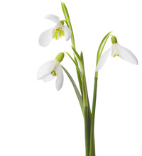 Three  Snowdrop Flowers Isolated On White Background